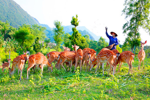 Nhung hương Hương Sơn – Thương hiệu quốc gia, chất lượng hàng đầu Việt Nam