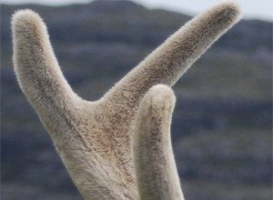 nhung kho nguyen sung