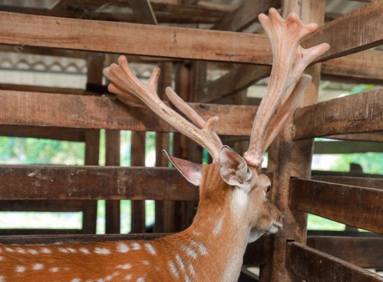 Quy trình kĩ thuật cắt nhung hươu Hương Sơn Hà Tĩnh