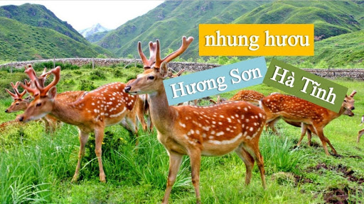 10 tác dụng tuyệt vời cho sức khỏe của nhung hươu Hương Sơn