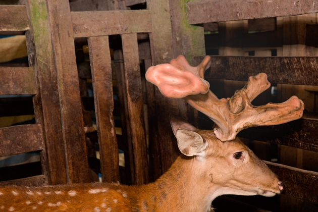 Ngắm cặp nhung hươu Hương Sơn siêu to khổng lồ tại Hà Tĩnh