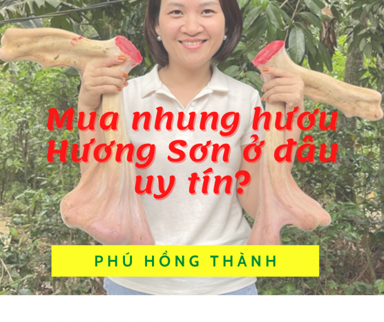 Chọn mua nhung hươu Hương Sơn ở đâu uy tín và chất lượng?