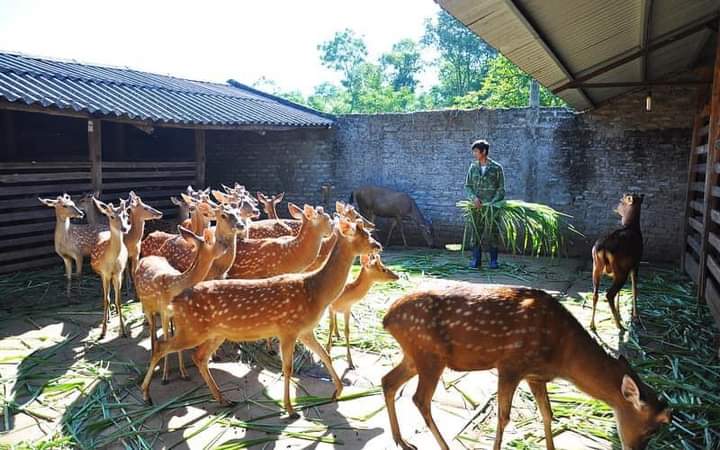 Nhung hươu là gì? Công dụng, cách dùng, đối tượng sử dụng và lưu ý khi dùng nhung hươu