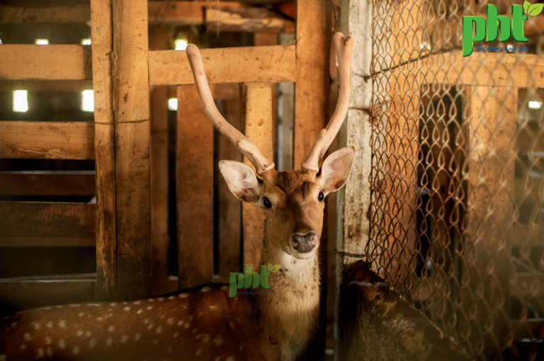 Nhung Hươu có tác dụng gì? Tại sao nên chọn nhung hươu Hương Sơn