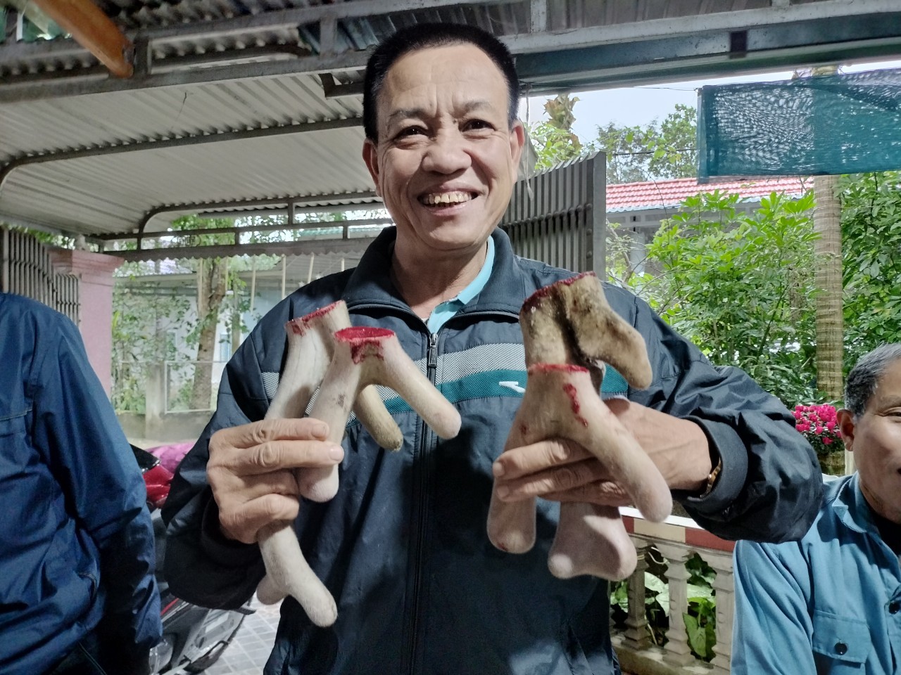 Cận cảnh quá trình cắt nhung hươu Hương Sơn Hà Tĩnh
