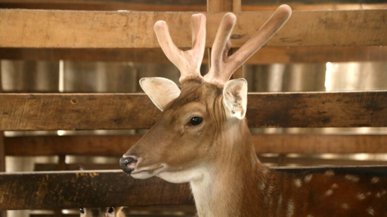 Điểm danh 9 công dụng của Nhung hươu Hương Sơn